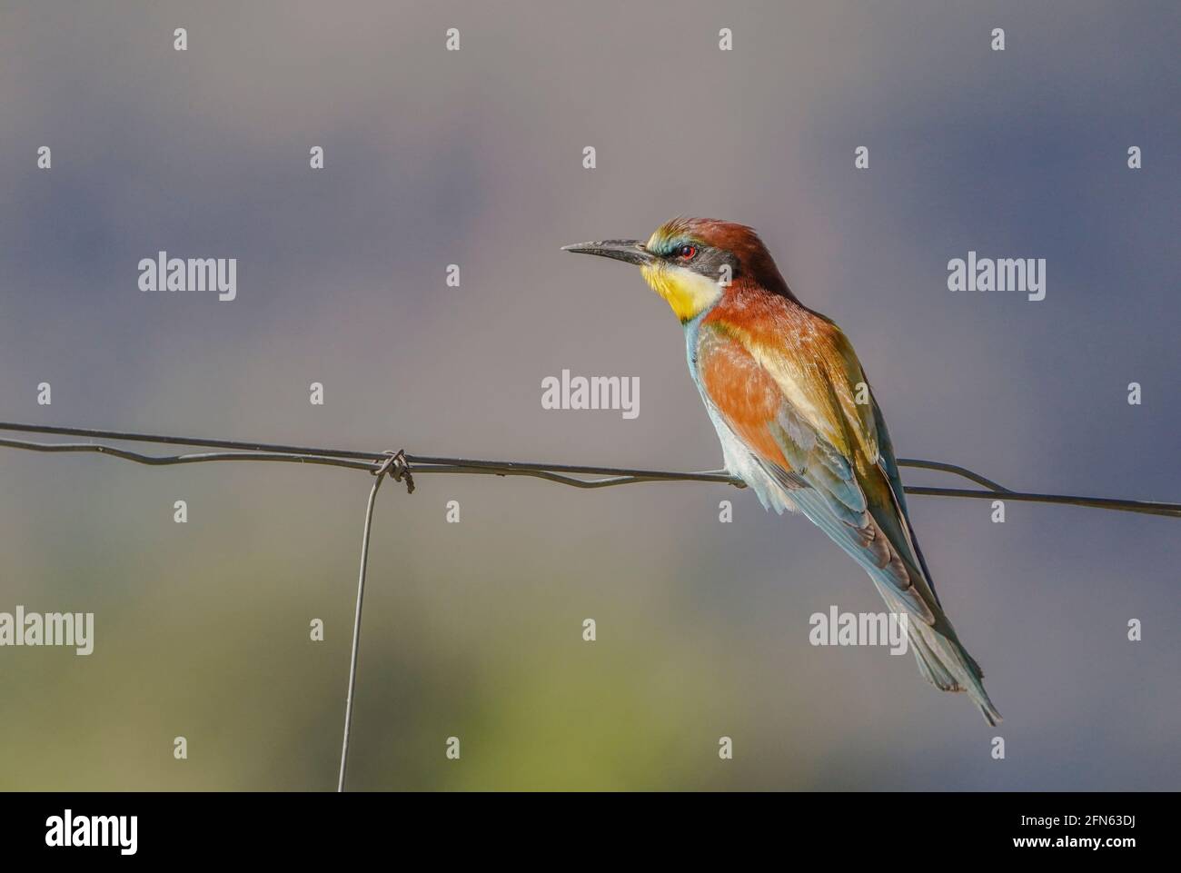 L'ape-mangiatore europeo (l'apiaster di Merops) su una recinzione, vicino al terreno agricolo, Andalusia, Spagna. Foto Stock