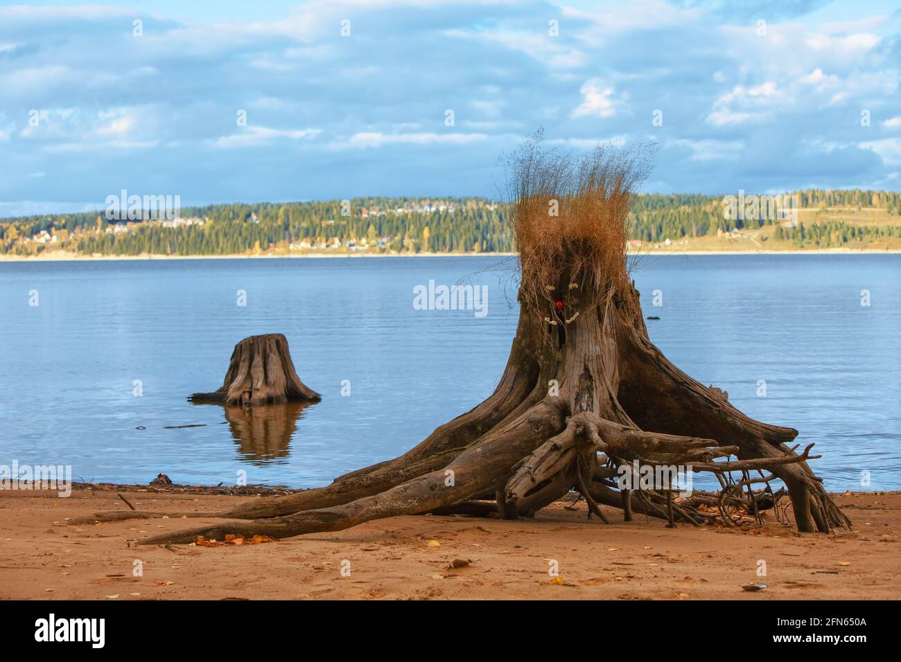 stump decorato sulla costa del fiume Foto Stock