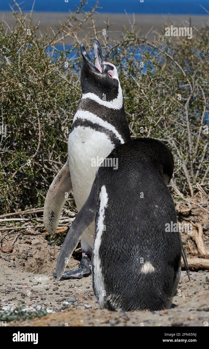 Pinguino Magellanico sulla costa della penisola di Valdes in Patagonia Argentina Foto Stock