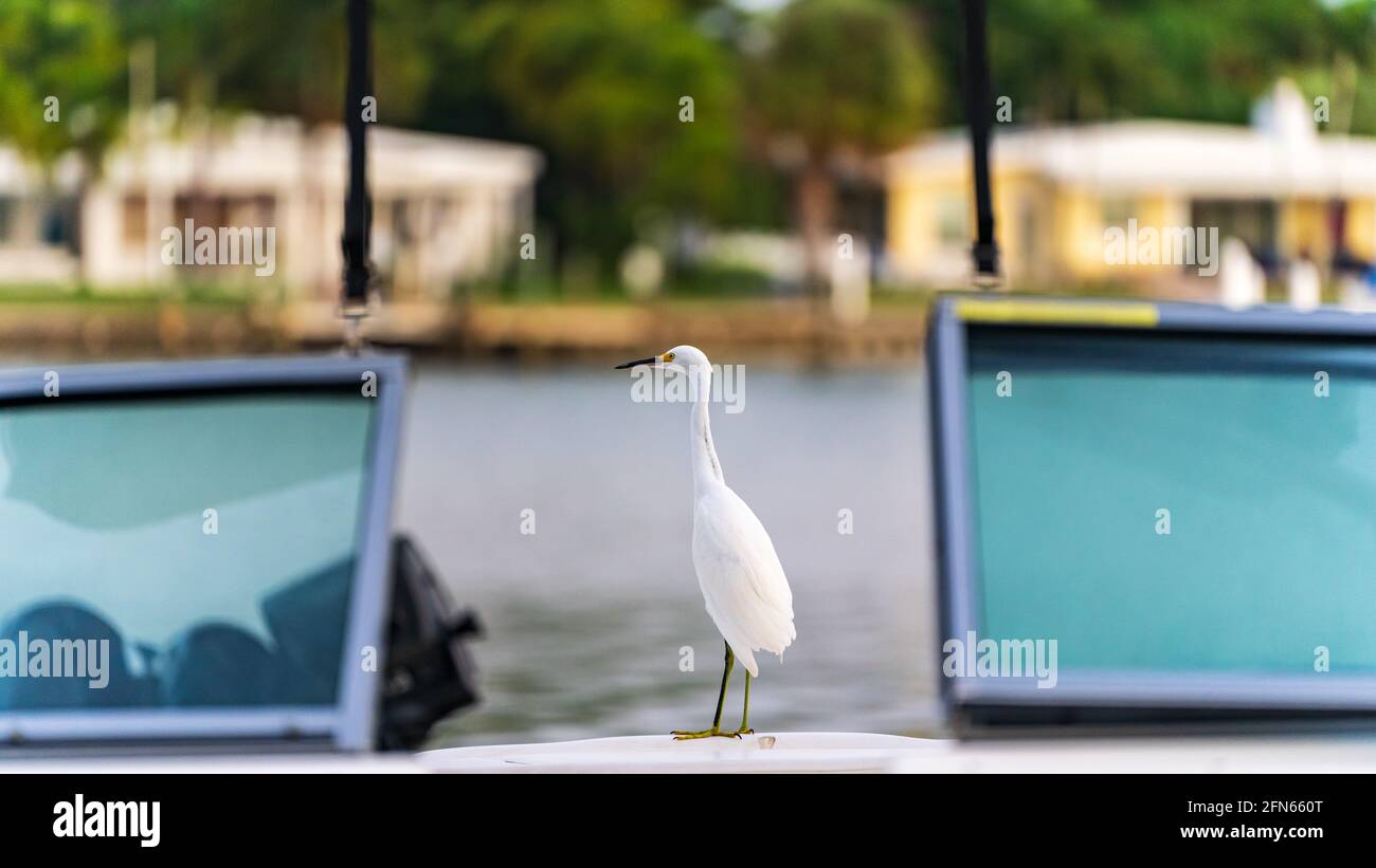 Garzetto innevato in piedi sulla barca vicino al canale intercostiero in Florida, Stati Uniti Foto Stock