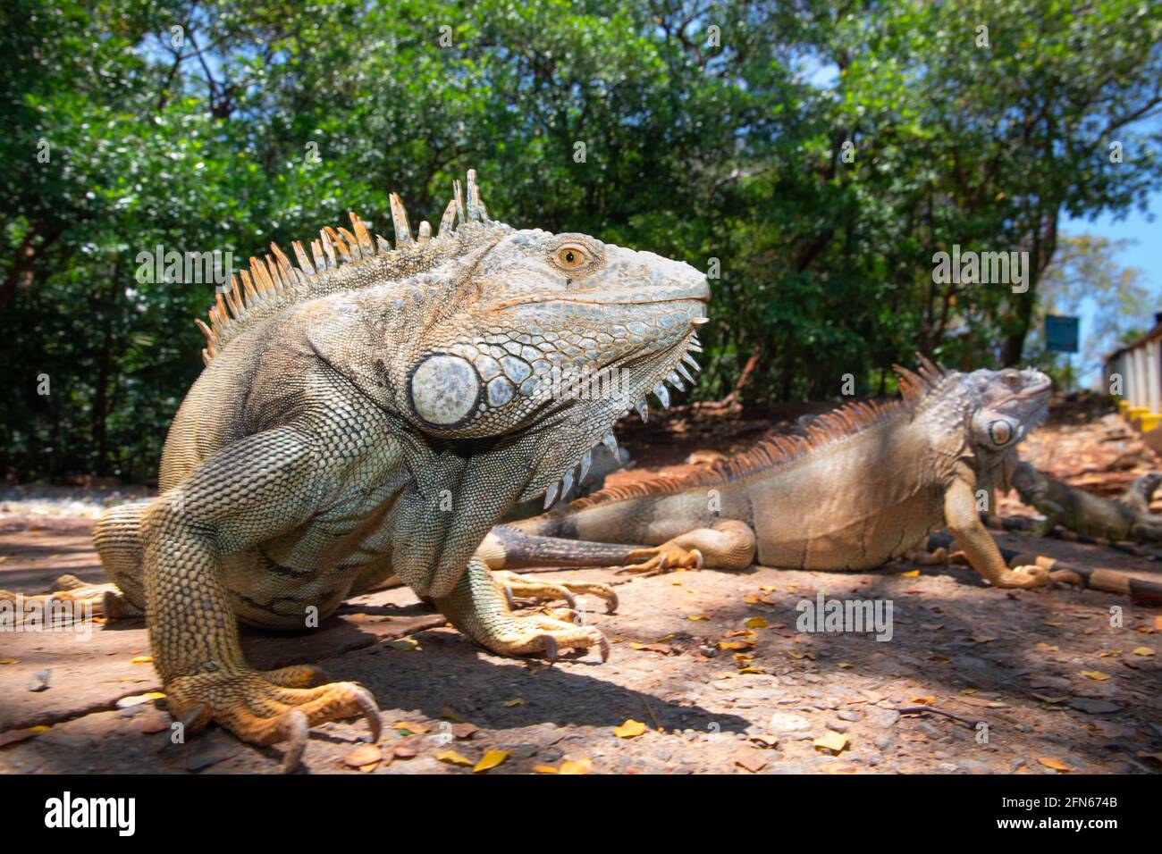 Primo piano foto di Iguana Foto Stock