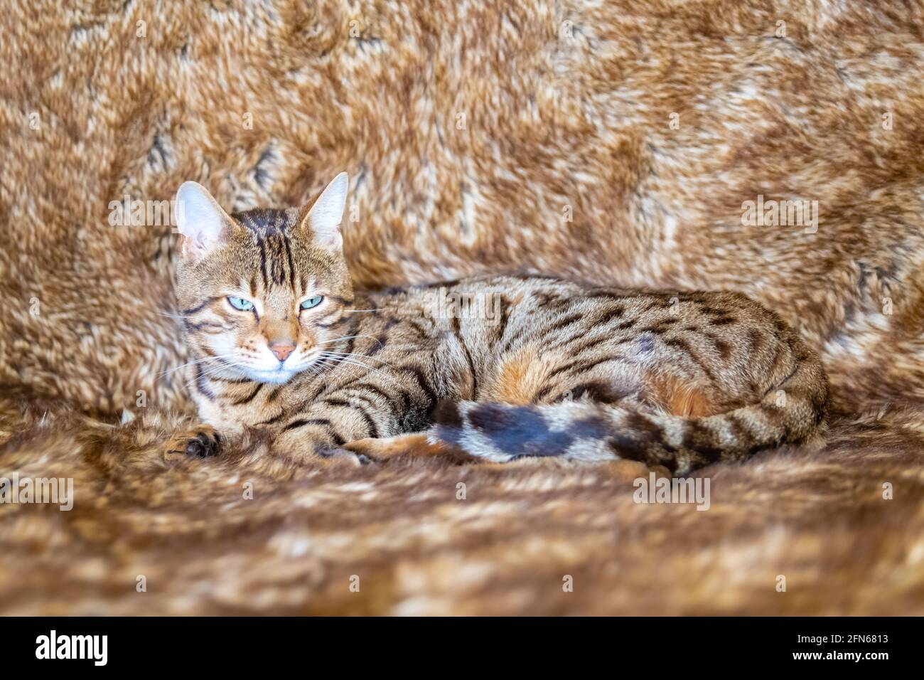 Gatto bengala sdraiato sul divano, su una morbida coperta, bellissimo animale domestico Foto Stock