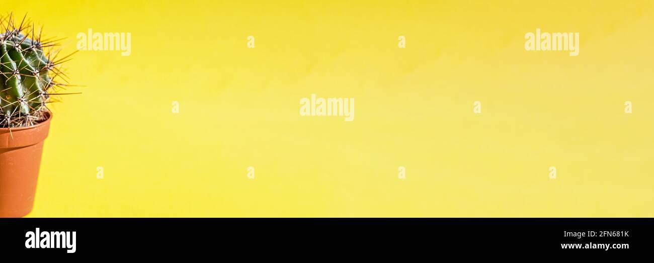 Parte di una pianta di cactus in un vaso di fiori sopra uno sfondo giallo Foto Stock