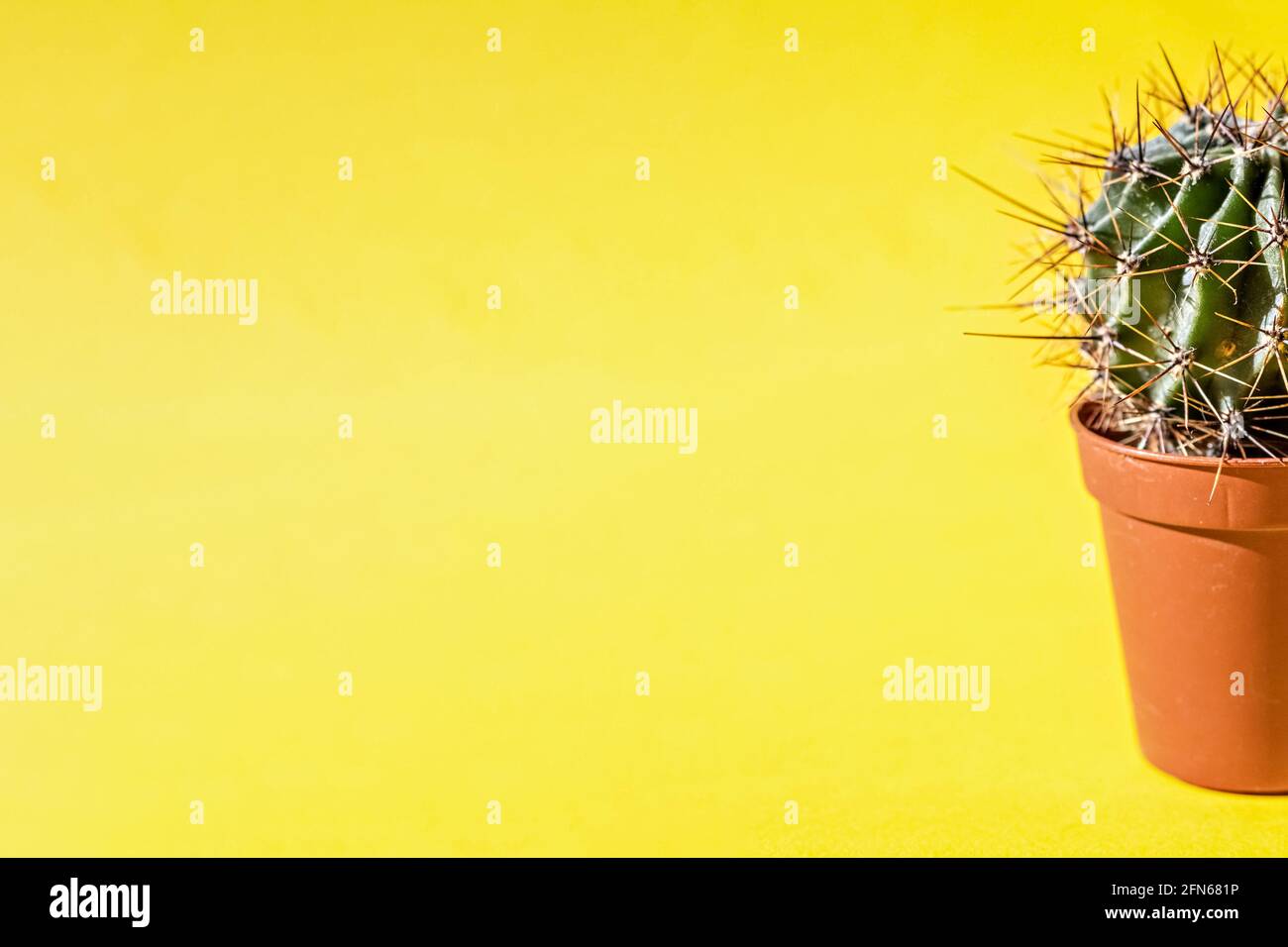 Parte di una pianta di cactus in un vaso di fiori su sfondo giallo. Foto Stock
