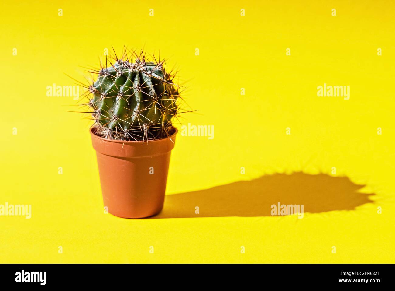 Cactus in un vaso di fiori su sfondo giallo. Foto Stock