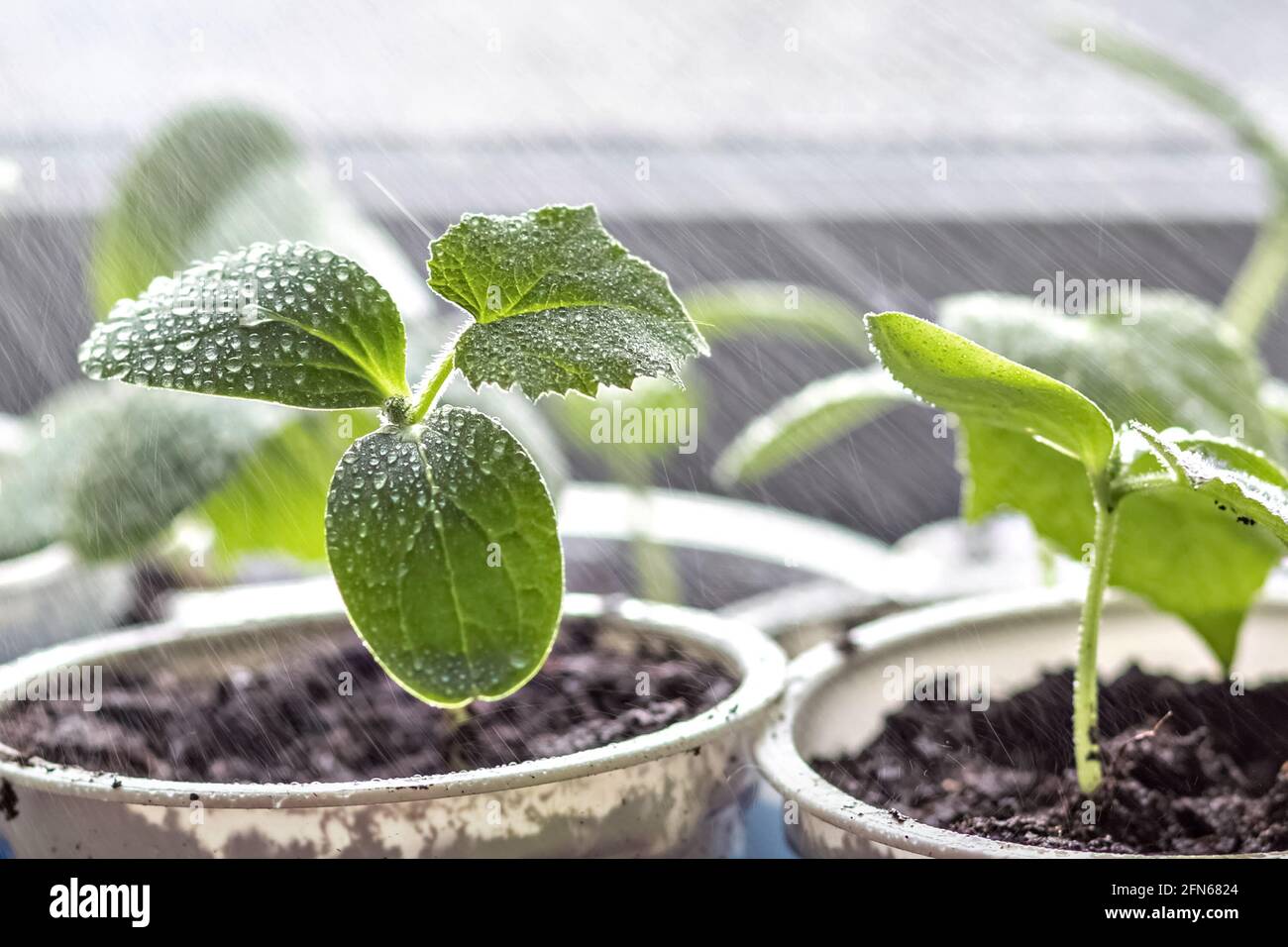 Germogli vegetali. Coltivando e annaffiando giovani pianta di cetrioli in tazze. Foto Stock