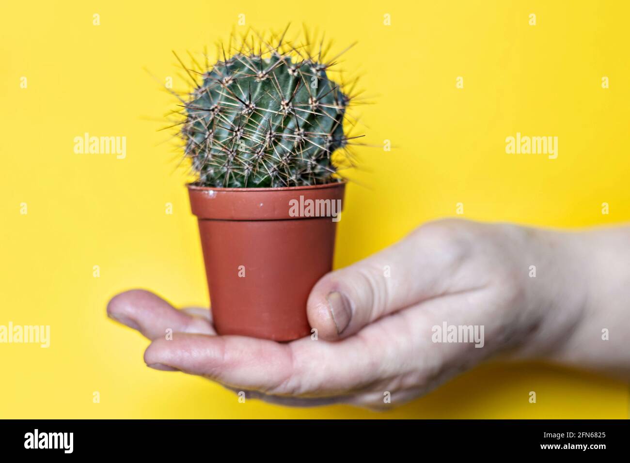 In una mano di donna, un cactus in una pentola su uno sfondo giallo. Foto Stock