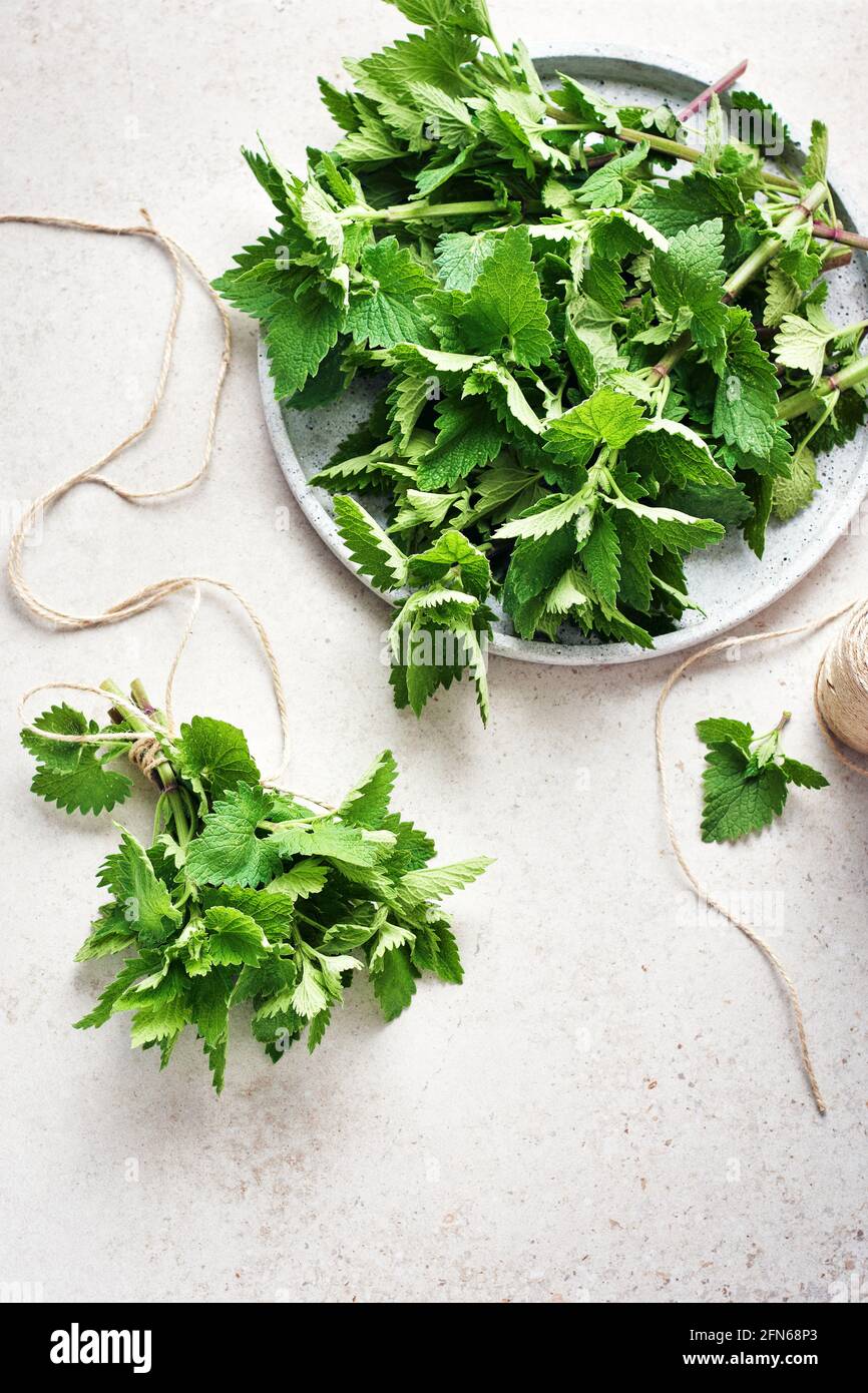 Melissa pianta, foglie fresche e profumate di balsamo di limone, pronte per essere asciugate. Foto Stock