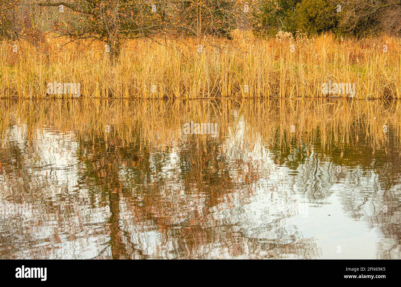 Dolcificante albero riflessione in stagno, NJ, Stati Uniti Foto Stock