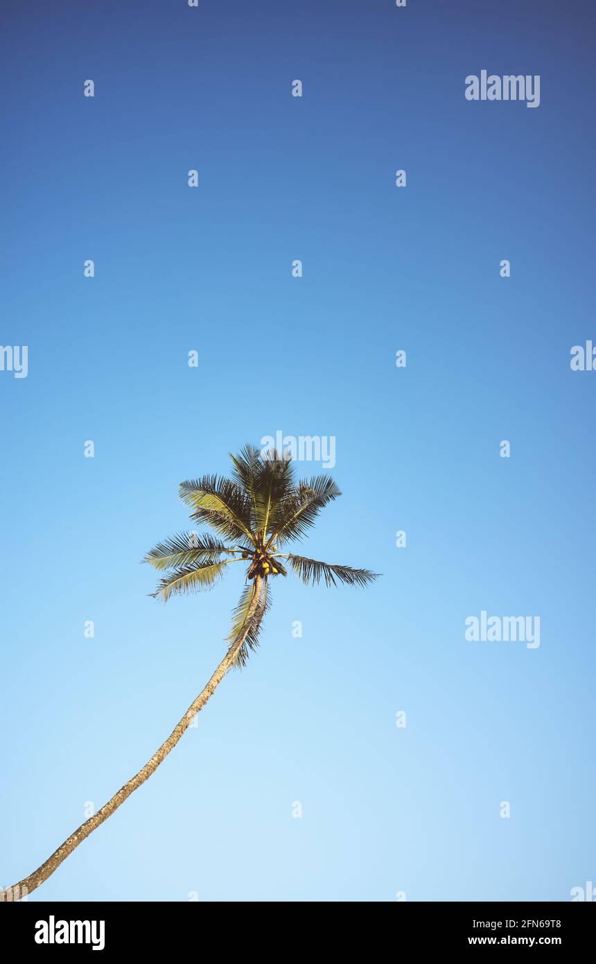 Palma di cocco contro il cielo blu senza nuvole, colore applicato. Foto Stock