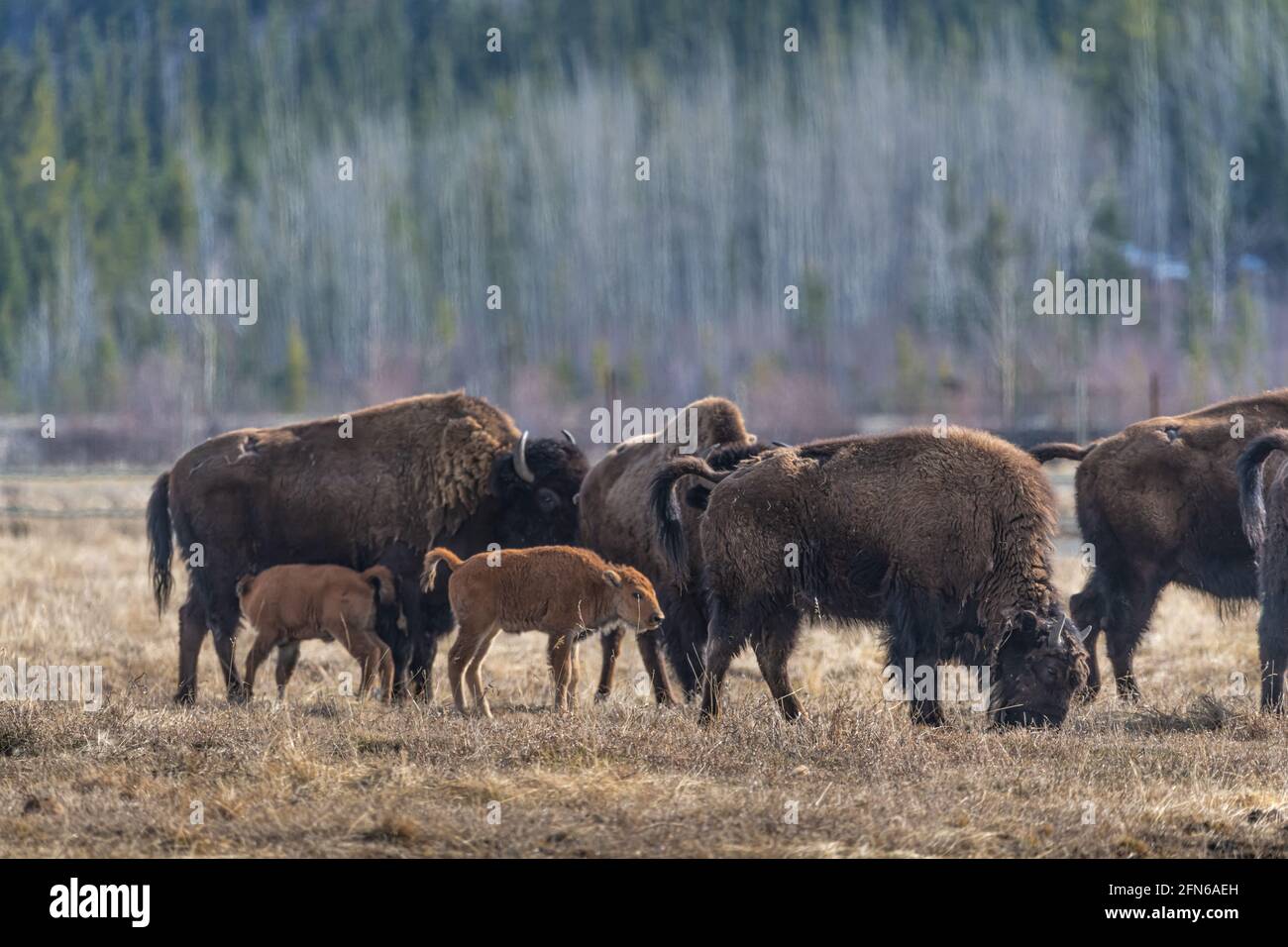 Piccola mandria di bisonte selvatico in piedi in campo, pascolo del Canada settentrionale. Adulti insieme a vitello giovane, vitelli in ambiente naturale. Foto Stock