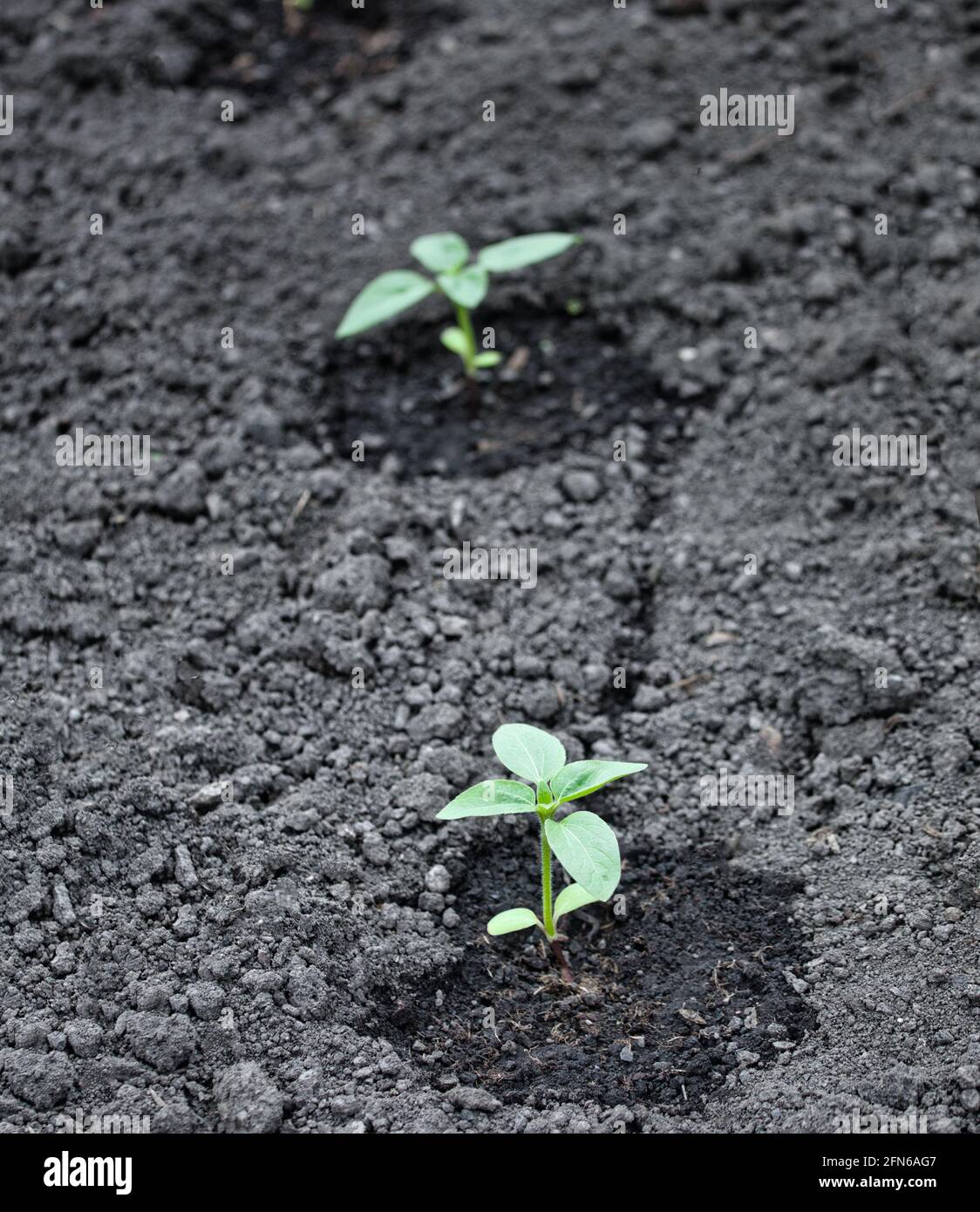 Giovani girasoli coltivati in casa (Helianthus Annuus) piante piantate di recente all'esterno e annaffiate. Concetto di homegrown, crescere il proprio, primavera Foto Stock