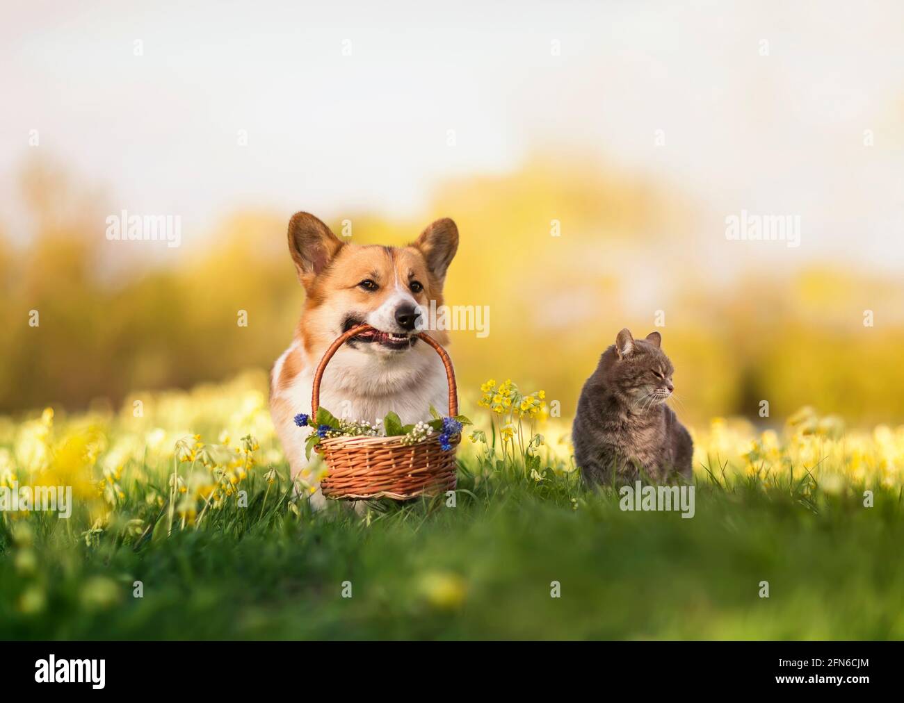 amici furry striato gatto e cane di corgi con cestino regalo con fiori in  un prato estivo Foto stock - Alamy