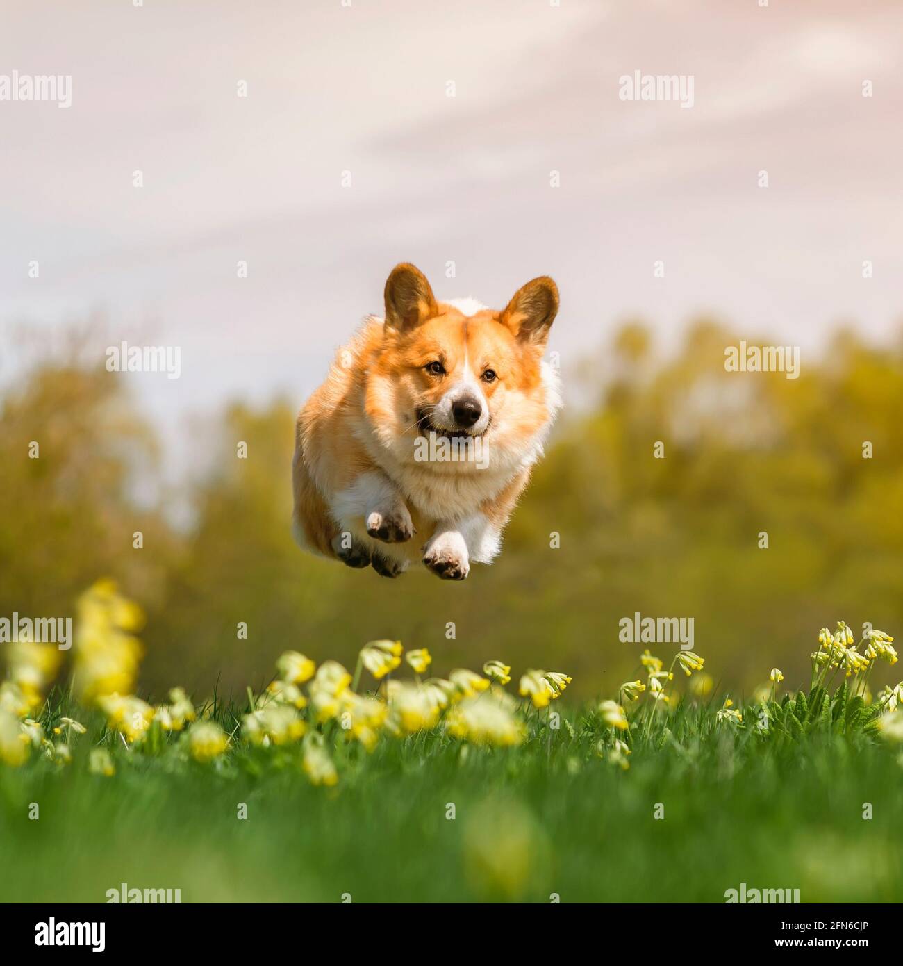 divertente cucciolo di cane di corgi salta e vola su un prato verde con le zampe allungate Foto Stock