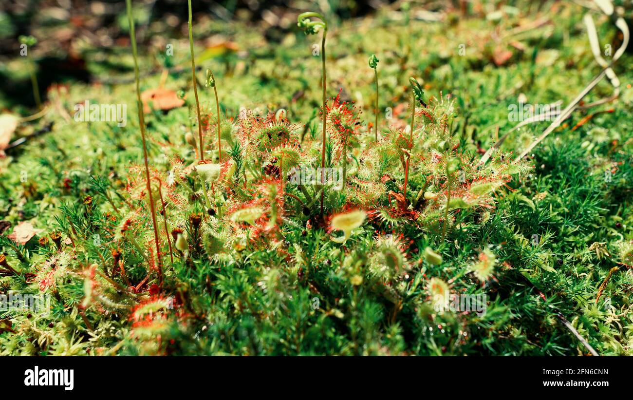 Pianta predatrice verde-rossa brillante Drosera rotundifolia Foto Stock