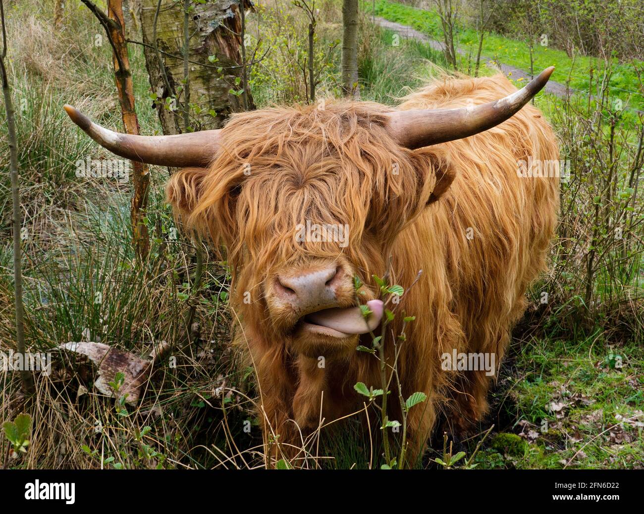 Highland mucca nella foresta, che si stacca la lingua Foto Stock