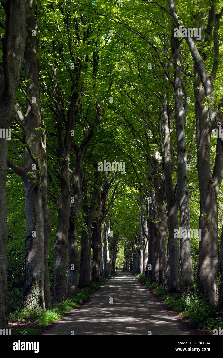 Lunga e dritta strada fiancheggiata da vecchi alberi di faggio con foglie verdi fresche in primavera, in lontananza un ciclista Foto Stock