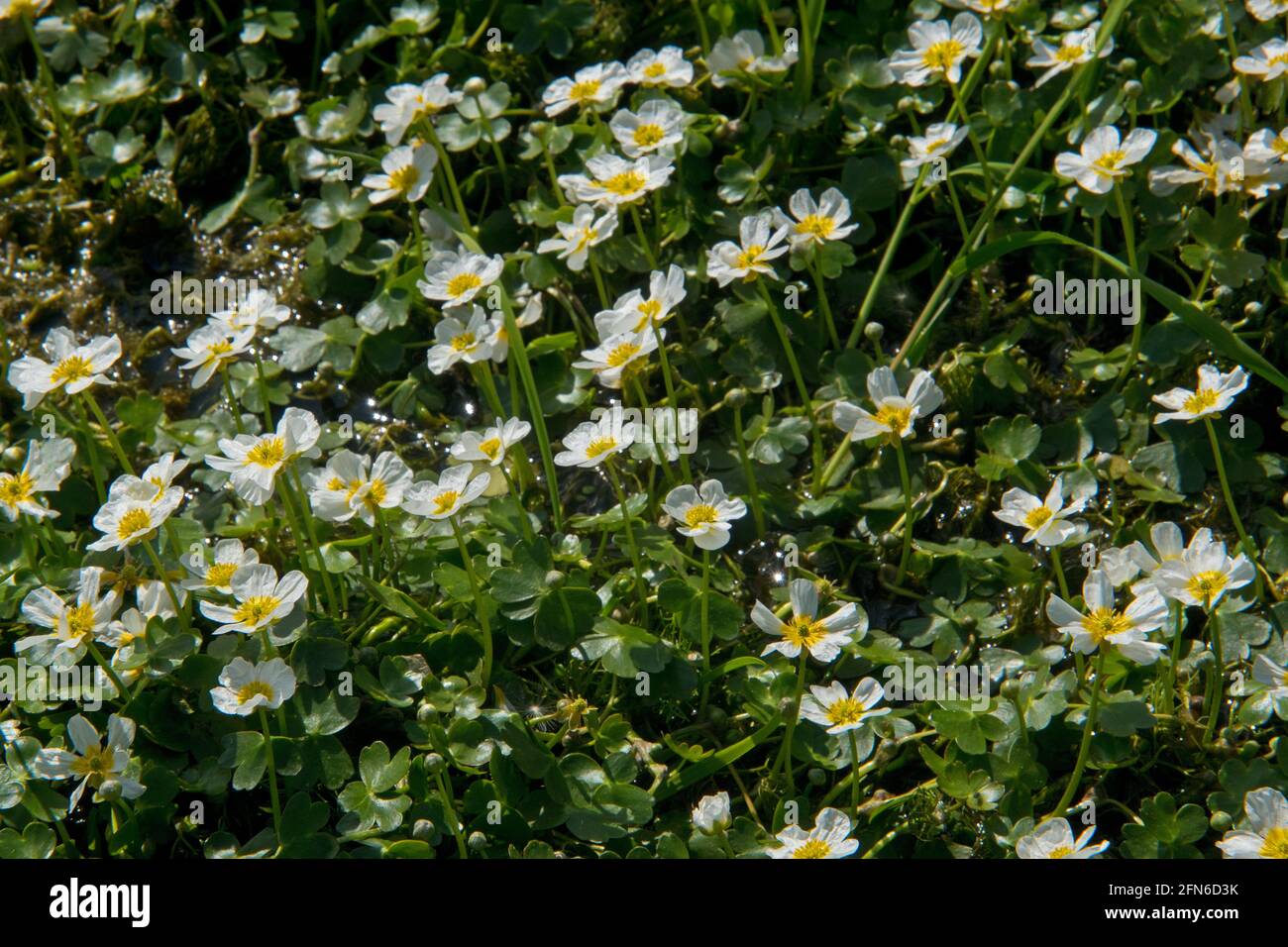 Un sacco di fiori bianchi petali con centri gialli di comune acqua-crowfoot in acqua Foto Stock
