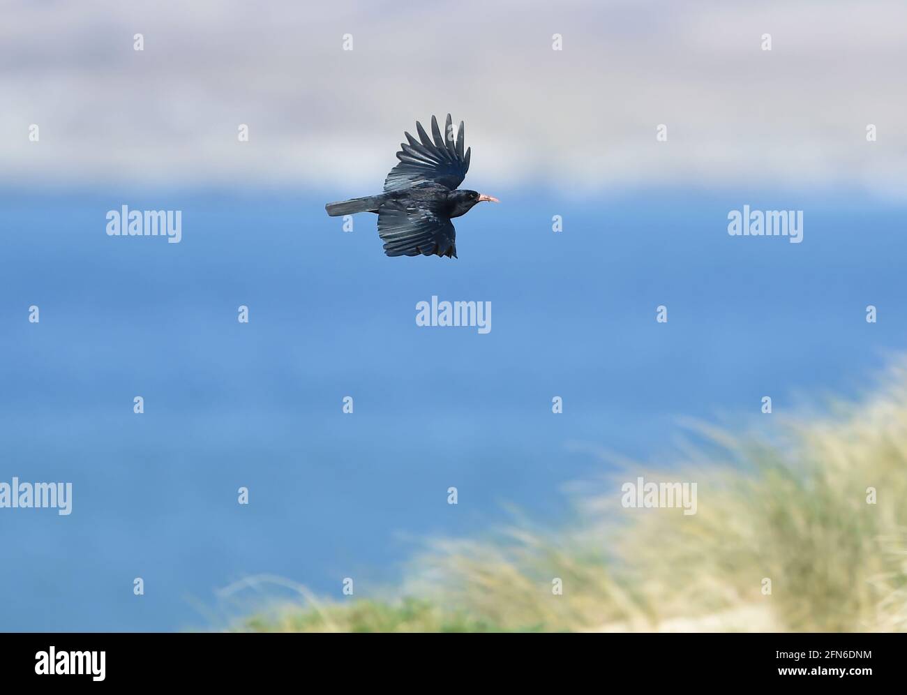 Tosse macinata rossa (Pyrhocorax pirrhocorax) isola di Islay, Ebridi interne, Scozia Foto Stock