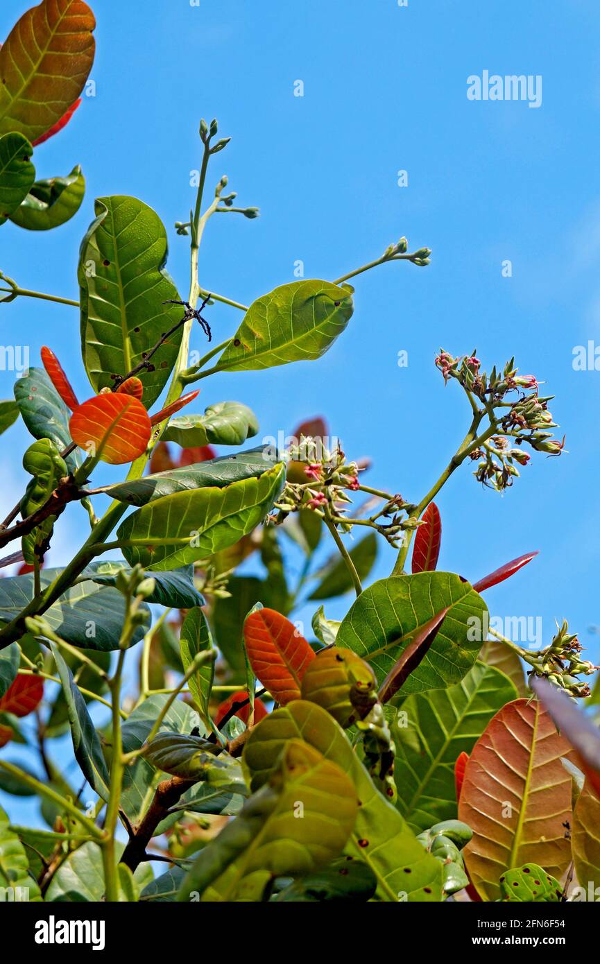 Foglie e fiori di cashew (Anacardium occidentale) Foto Stock