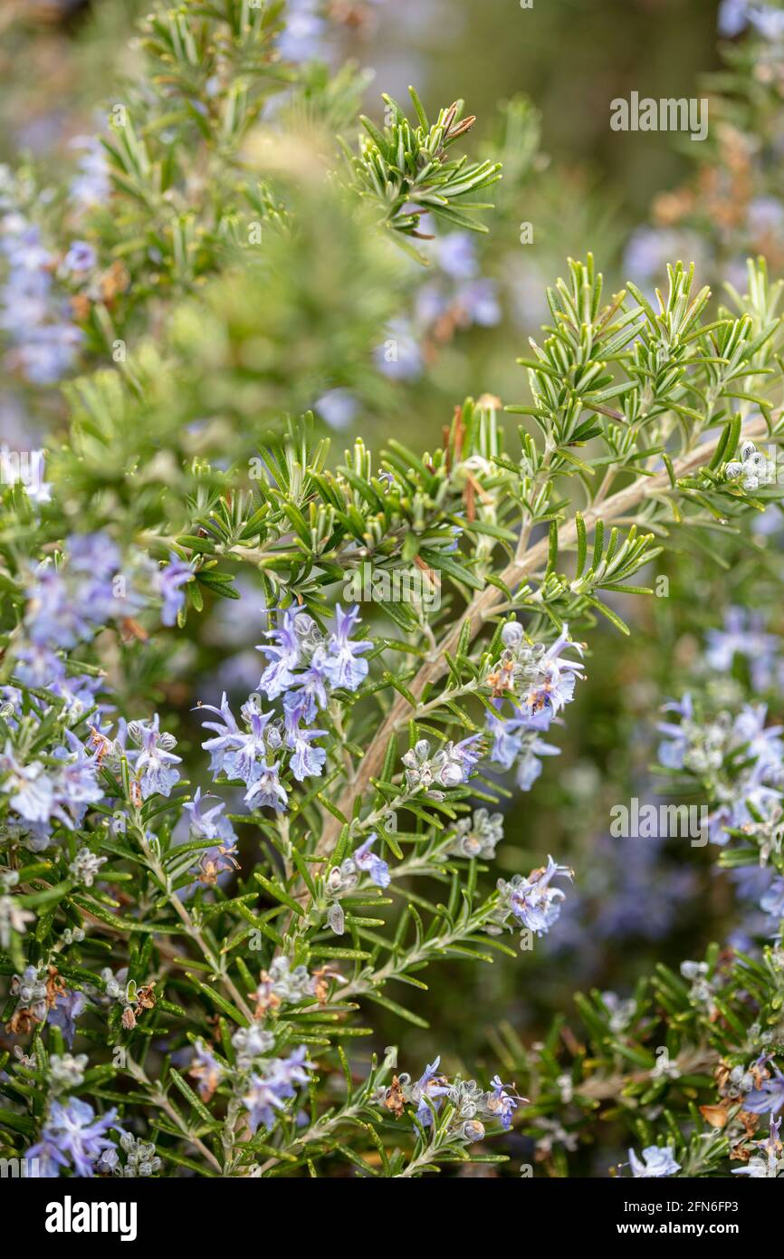 Primo piano ritratto naturale delle piante di Rosmarinus officinalis – Foxtail in fiore con fogliame aromatico Foto Stock