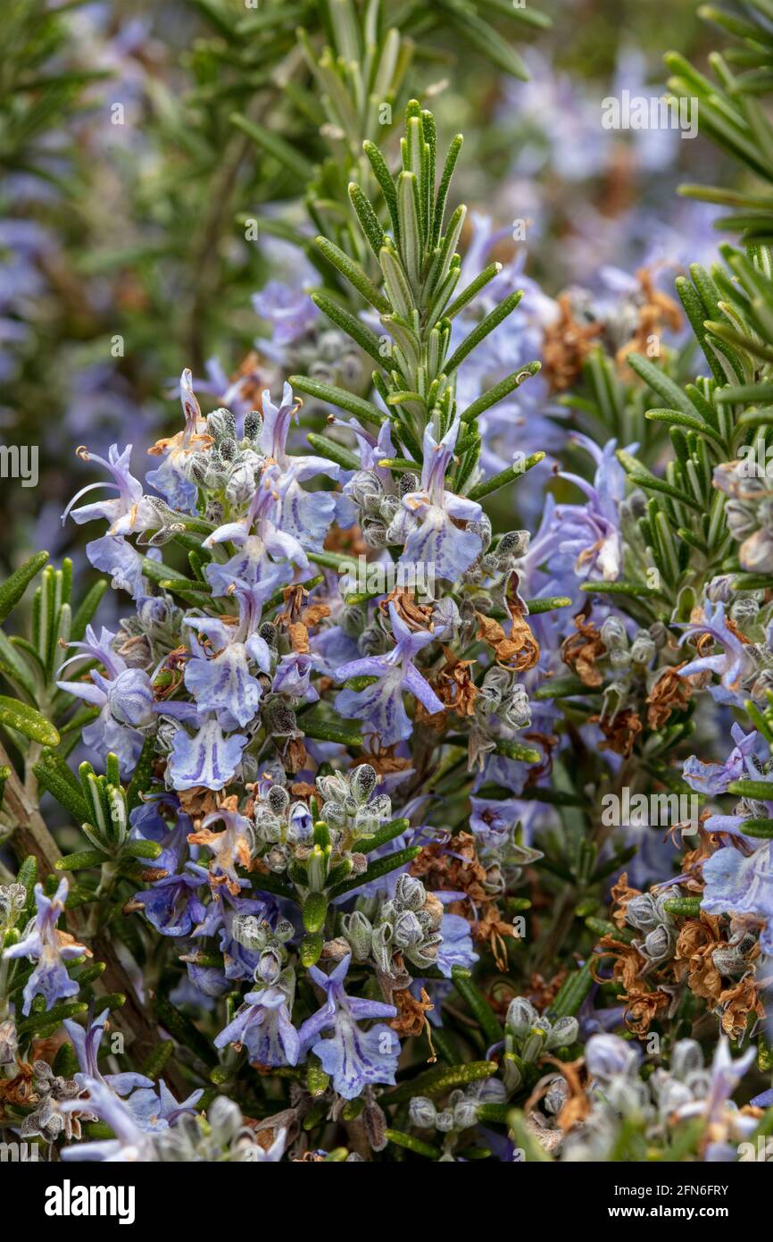 Primo piano ritratto naturale delle piante di Rosmarinus officinalis – Foxtail in fiore con fogliame aromatico Foto Stock