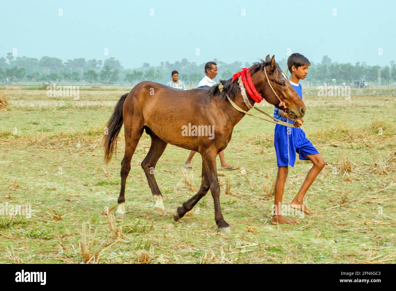 corsa di cavalli nel bengala occidentale rurale Foto Stock