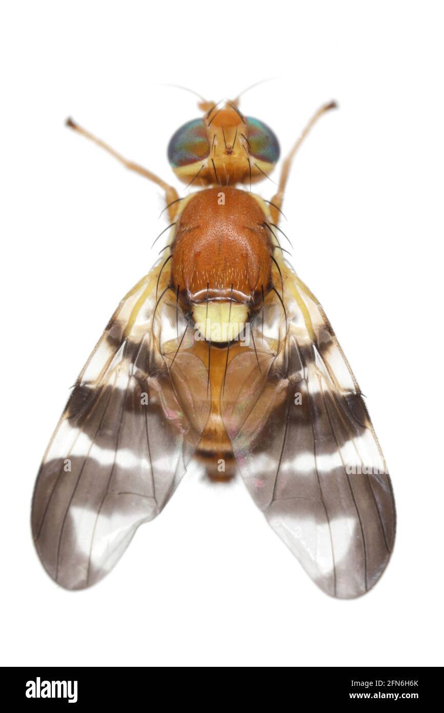 Mosca di buccia di noce (Rhagoletis completa) è specie di quarantena di tefritidi o mosche di frutta le cui larve danneggiano le noci. Isolato su sfondo bianco Foto Stock