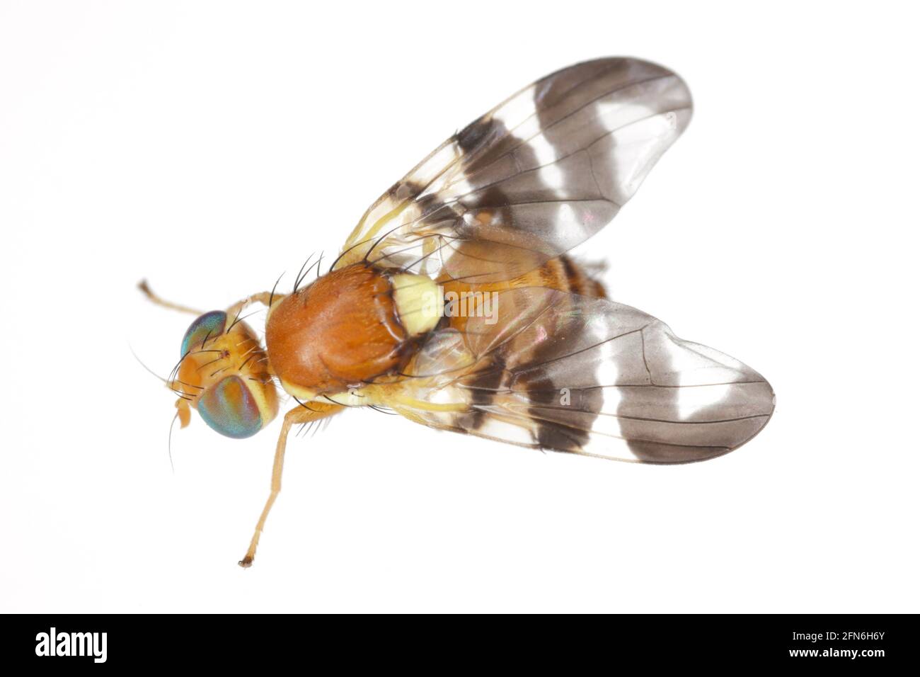 Mosca di buccia di noce (Rhagoletis completa) è specie di quarantena di tefritidi o mosche di frutta le cui larve danneggiano le noci. Isolato su sfondo bianco Foto Stock