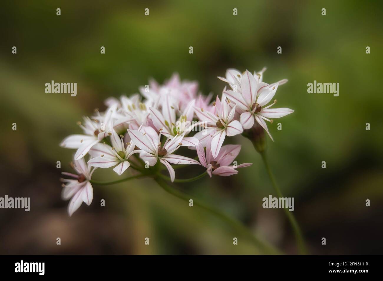 Primo piano dei Fiori di Allium 'Cameleon' in primavera' Foto Stock