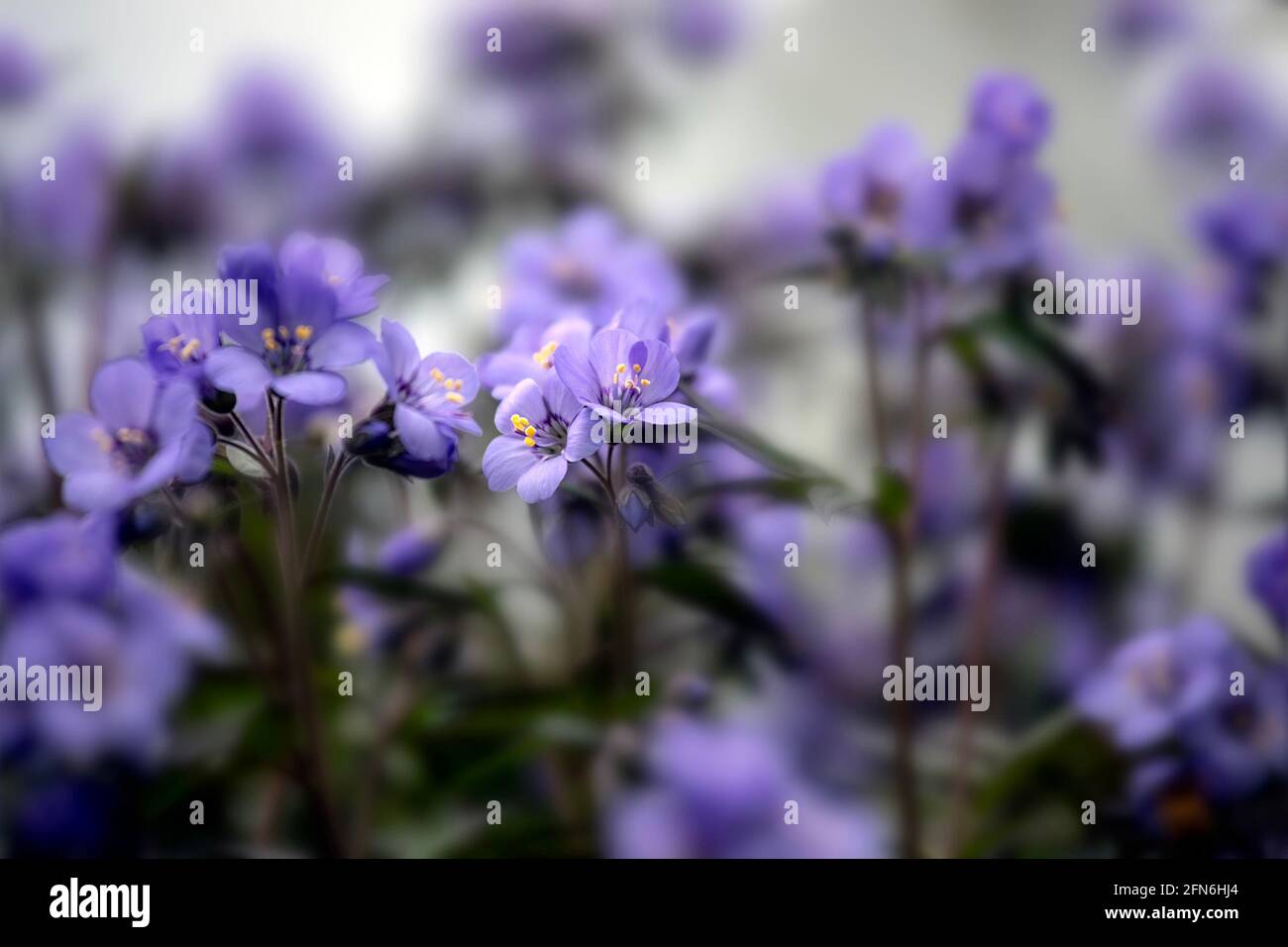 Closeup di fiori della scala di Giacobbe, Polemonio 'celeste Blu', in primavera Foto Stock