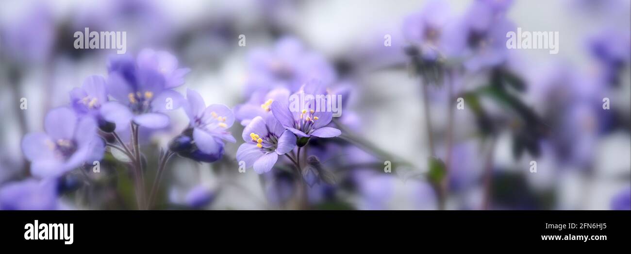 Panorama dei fiori della scala di Giacobbe, Polemonio 'celeste Blu', in primavera Foto Stock