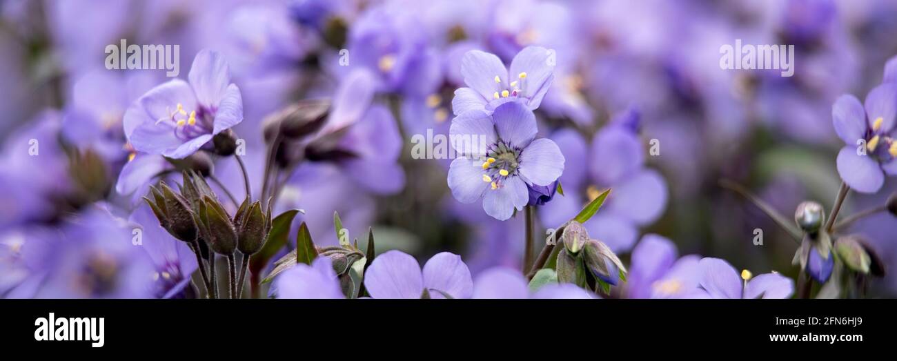 Panorama dei fiori della scala di Giacobbe, Polemonio 'celeste Blu', in primavera Foto Stock