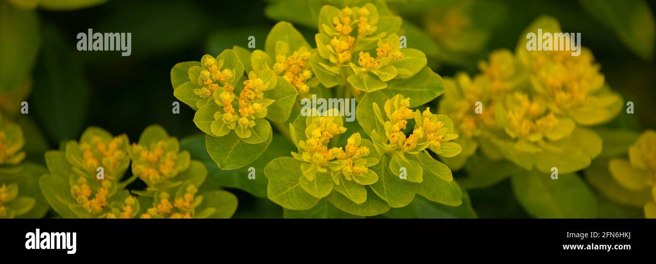 Panorama di fiori di maggiore spurge cuscino, Euphorbia epitimoides 'Major', in primavera Foto Stock