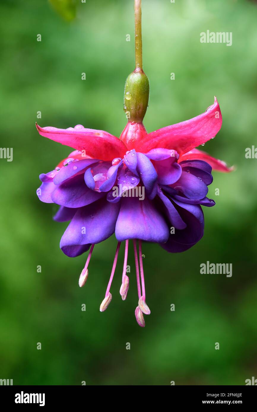 Fiore singolo di Fuschia Foto Stock