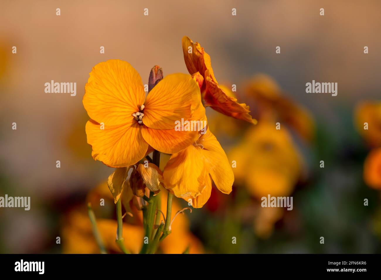 Primo piano di una pianta di fiori di campo (erysimum cheiri) in fiore Foto Stock