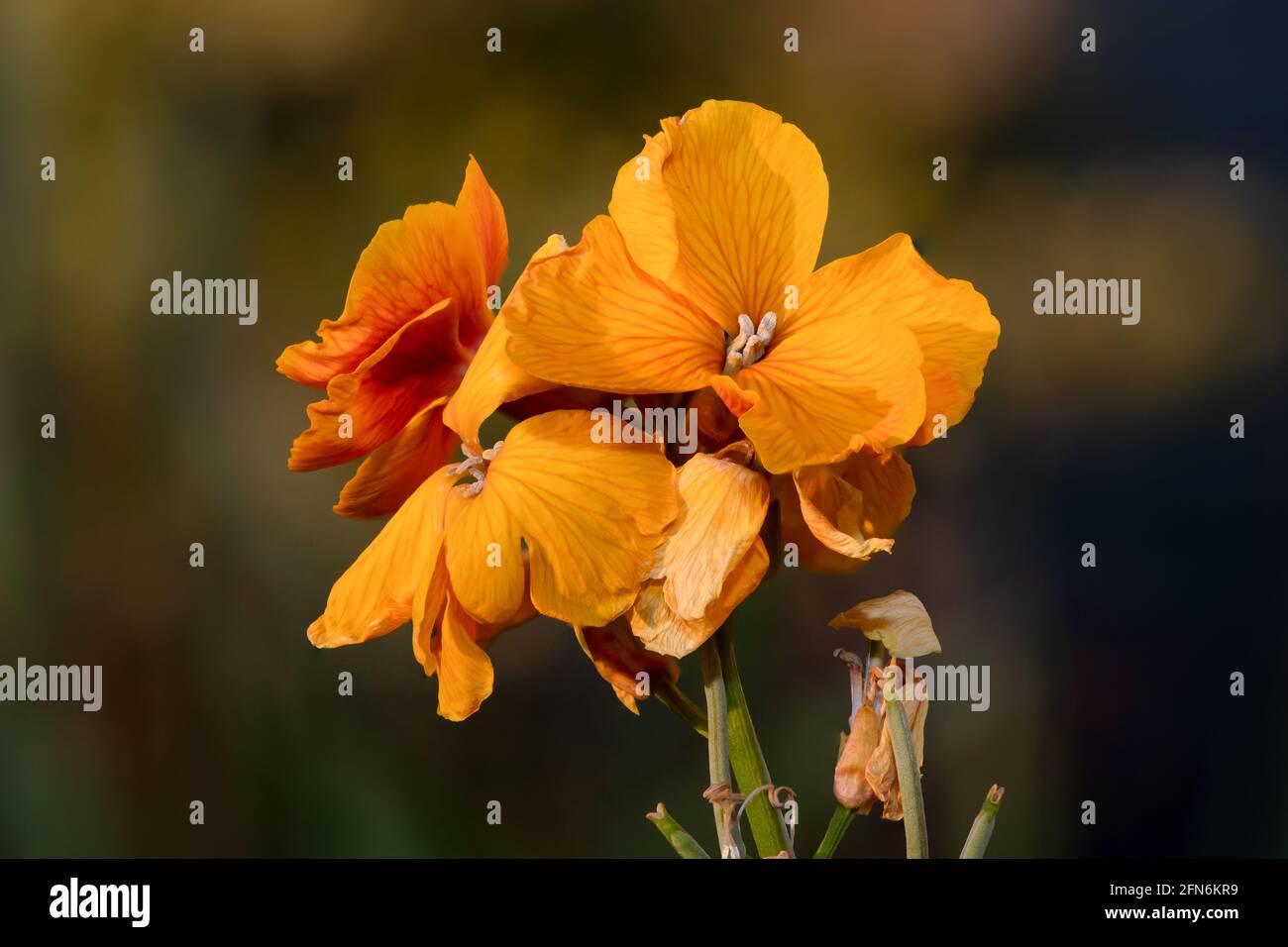 Primo piano di una pianta di fiori di campo (erysimum cheiri) in fiore Foto Stock