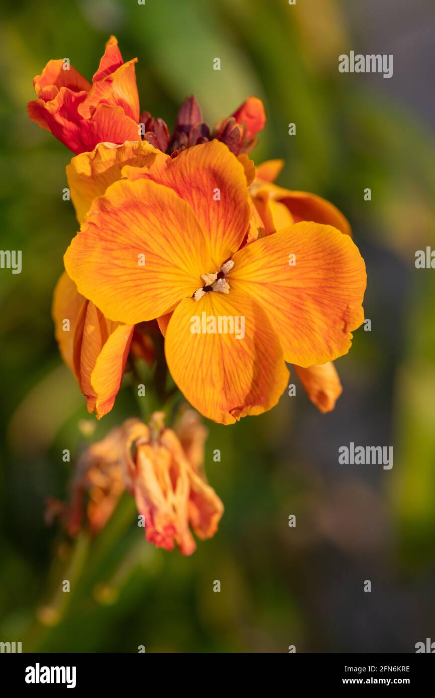 Primo piano di una pianta di fiori di campo (erysimum cheiri) in fiore Foto Stock