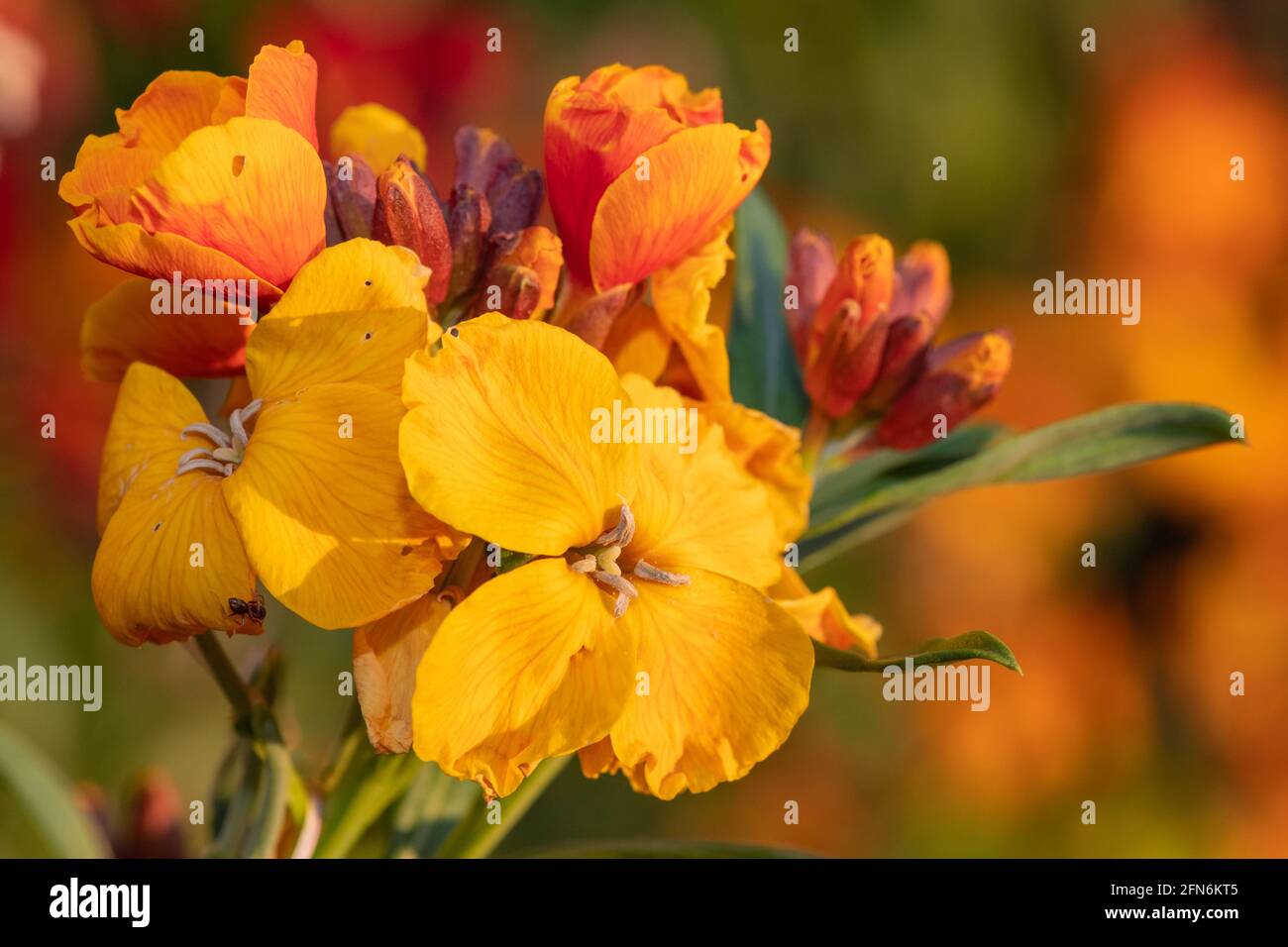 Primo piano di una pianta di fiori di campo (erysimum cheiri) in fiore Foto Stock