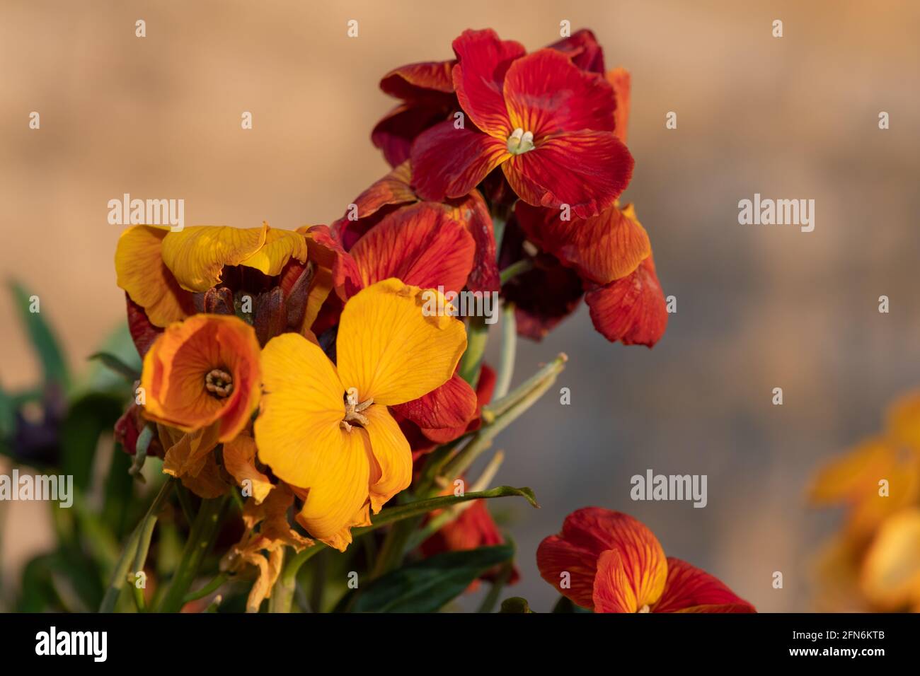Primo piano di una pianta di fiori di campo (erysimum cheiri) in fiore Foto Stock