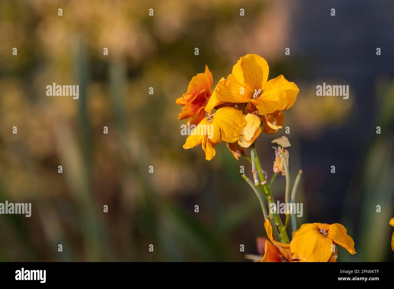Primo piano di una pianta di fiori di campo (erysimum cheiri) in fiore Foto Stock