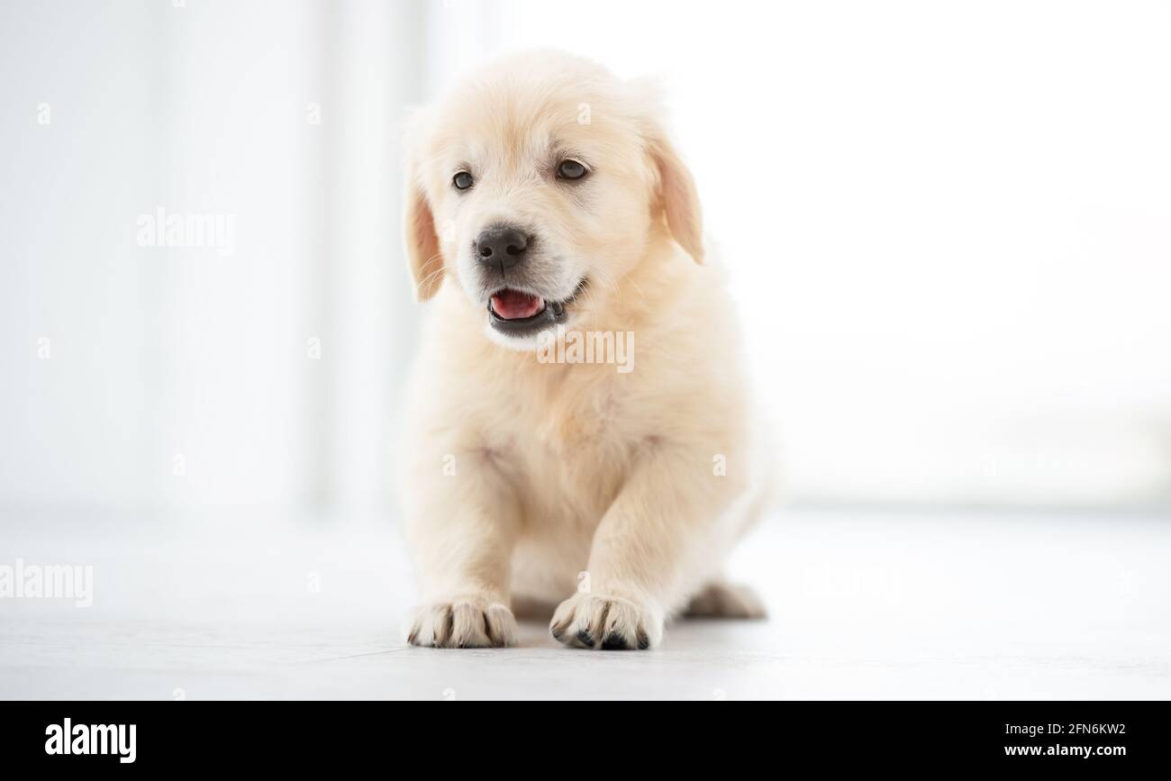 Dolce cucciolo di Retriever sdraiato in camera luminosa Foto Stock