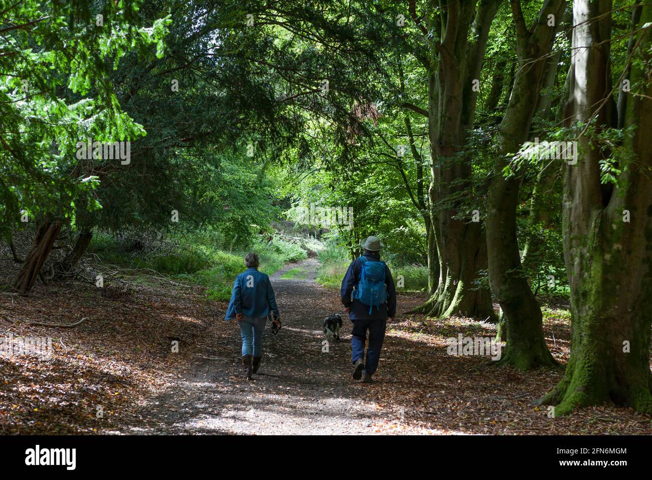 Escursionisti su un percorso attraverso boschi di faggio vicino a Chilgrove, South Downs National Park, West Sussex, Inghilterra, Regno Unito. MODELLO RILASCIATO Foto Stock