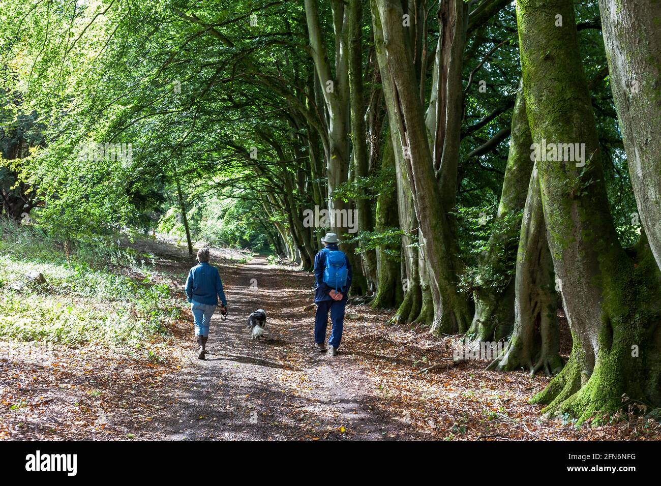 Escursionisti su un percorso attraverso boschi di faggio vicino a Chilgrove, South Downs National Park, West Sussex, Inghilterra, Regno Unito. MODELLO RILASCIATO Foto Stock