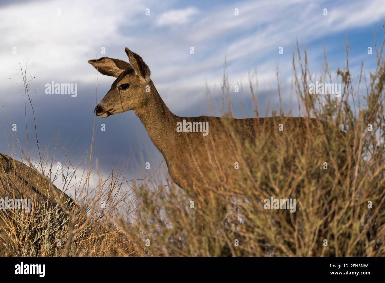 Mule Deer con le nuvole del mattino al Rocky Peak Park nelle montagne di Santa Susana vicino a Los Angeles e alla Simi Valley, California. Foto Stock