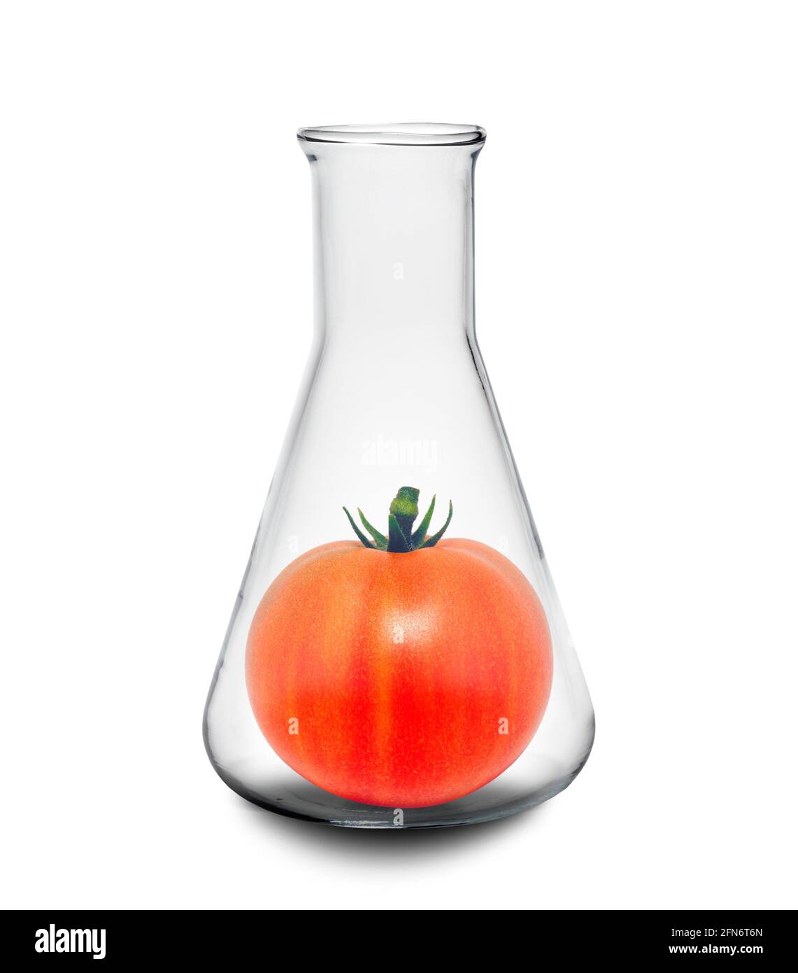 Pomodoro geneticamente ingegnerizzato, immagine concettuale Foto Stock