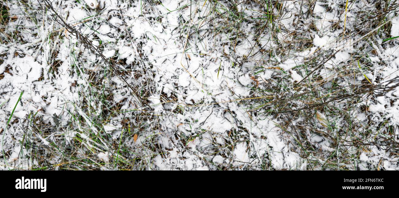 Prima neve fresca nel campo. Prato erboso coperto di neve Foto Stock