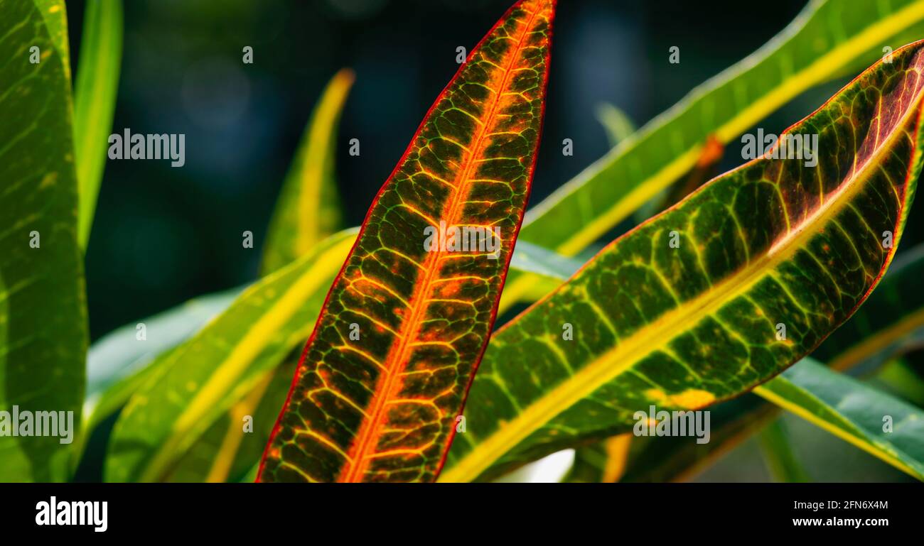 Croton (Codiaeum variegatum), fuoco selezionato, una pianta popolare della  casa con molte varietà e foglie piuttosto colorate, sfondo naturale Foto  stock - Alamy