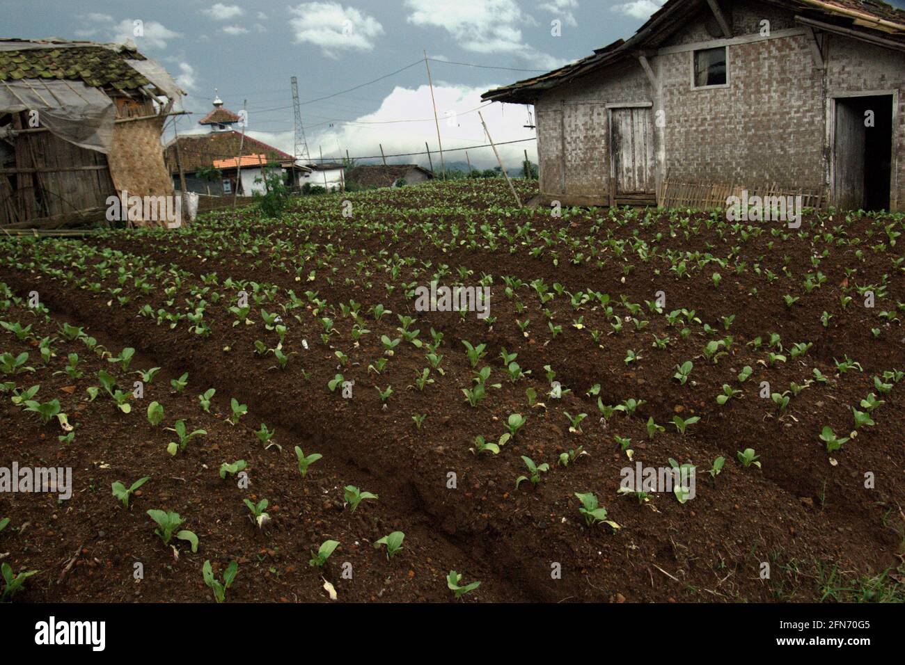 Case e campo agricolo nel villaggio agricolo di Sarongge, al di fuori del Parco Nazionale del Monte Gede Pangrango a Giava Occidentale, Indonesia. La terra per l'agricoltura è stata ridotta da edifici, costringendo gli abitanti del villaggio a guardare su mezzi di sostentamento alternativi. Gli abitanti del villaggio che sono abituati ad operare all'interno del parco hanno ricevuto corsi di formazione per iniziare le guide turistiche ecoturismo, le fattorie di capra e di coniglio, la produzione di sapone a mano, e le fattorie biologiche, tra gli altri. Foto Stock