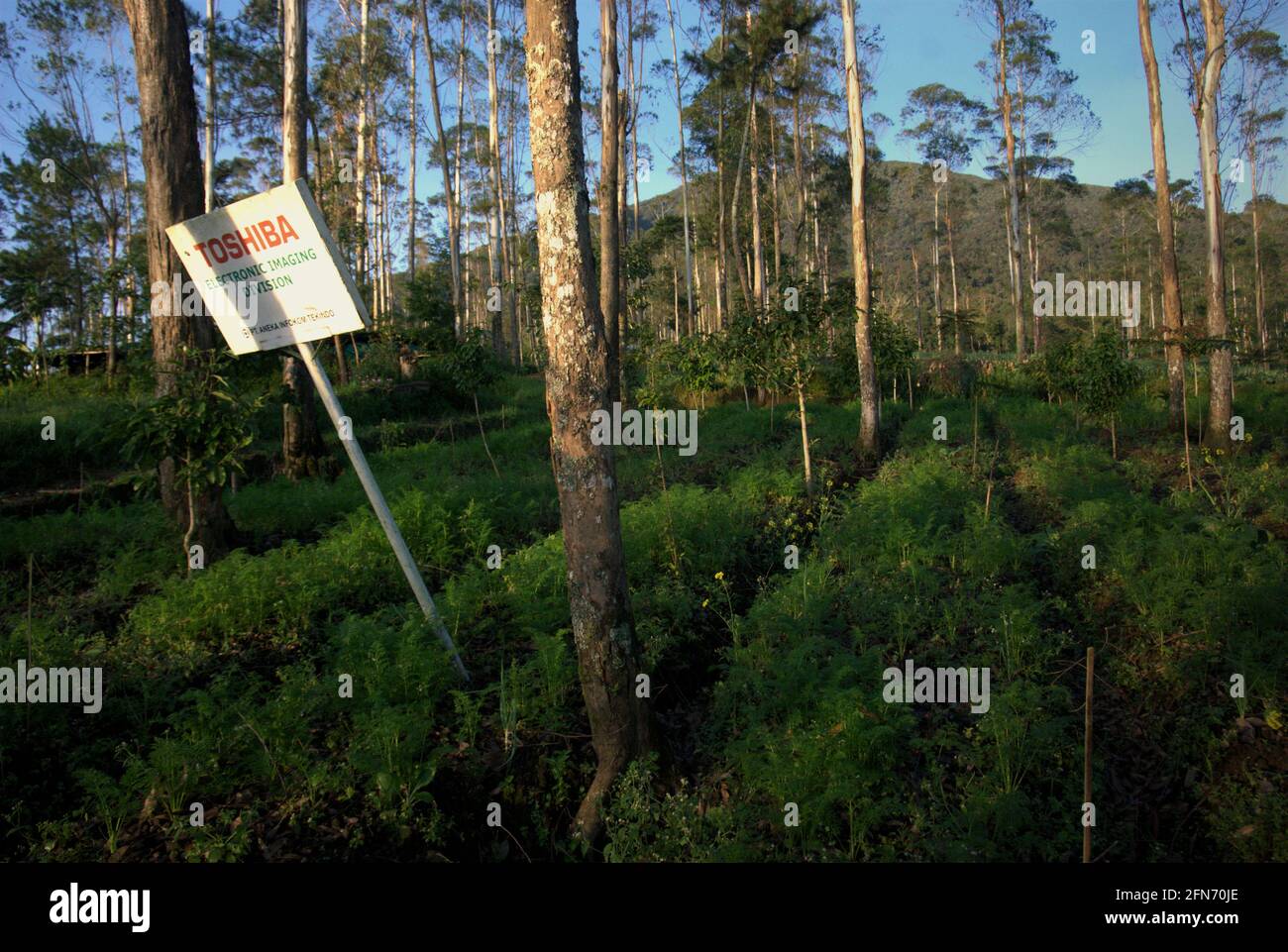 Una segnaletica per marcare un'area allocata per piantare alberi adottata da una società in un programma di adozione albero--una parte del progetto di riforestazione su campi agricoli all'interno del Parco Nazionale del Monte Gede Pangrango, Giava Occidentale, Indonesia; fotografata in uno sfondo del vulcano del Monte Gede nel 2013. Foto Stock